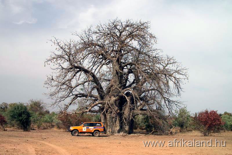 B2B2011_642.jpg - Baobab