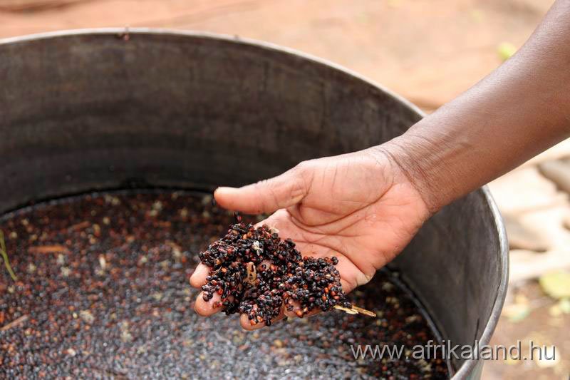 2011Burkina_0062.jpg - Készül a dolo, a helyi sör