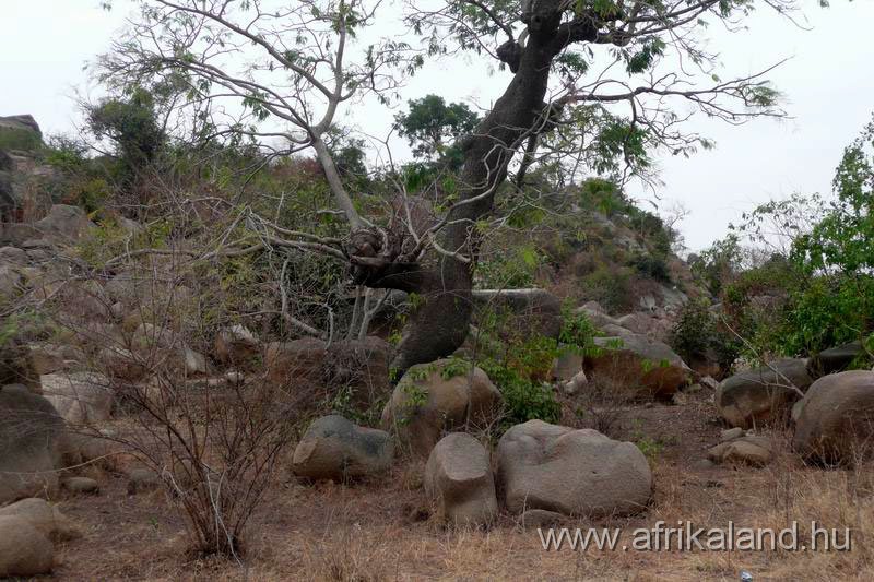 2011Burkina_0098.jpg