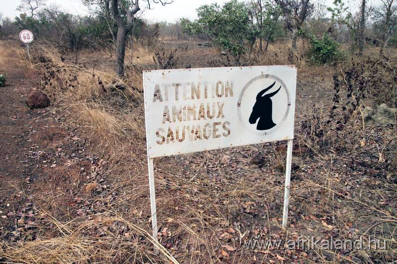 2011Burkina_0144.jpg - Vigyázat, vadállatok