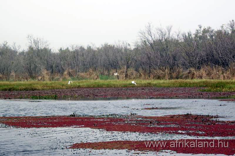 2011Burkina_0157.jpg