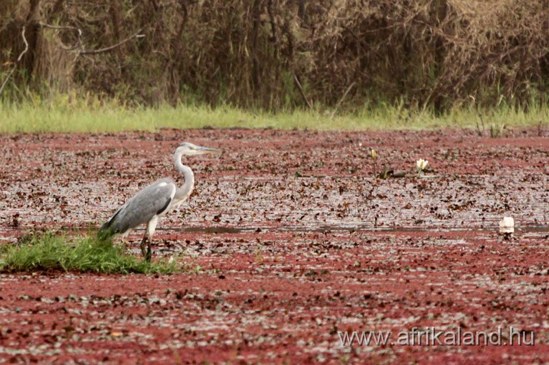 2011Burkina_0159.jpg