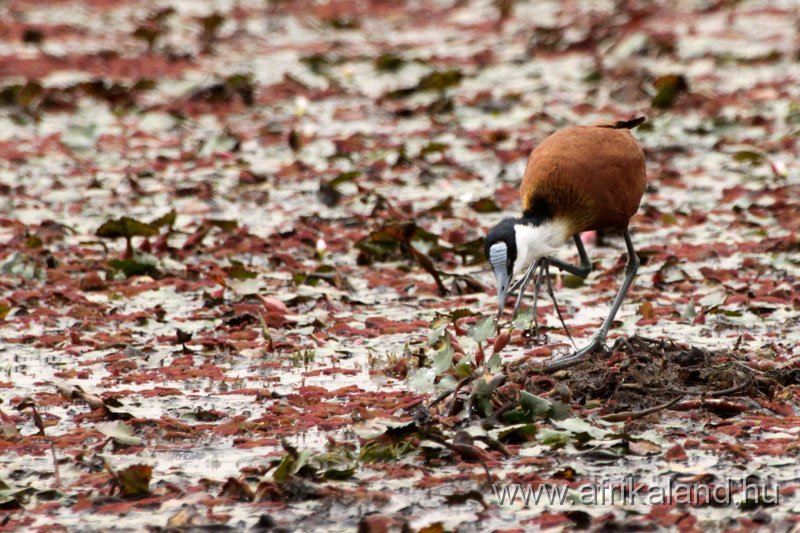 2011Burkina_0160.jpg