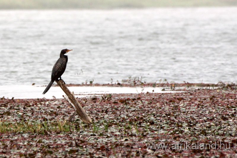 2011Burkina_0161.jpg