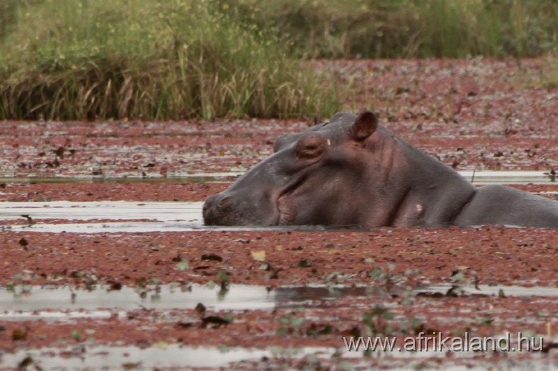 2011Burkina_0165.jpg