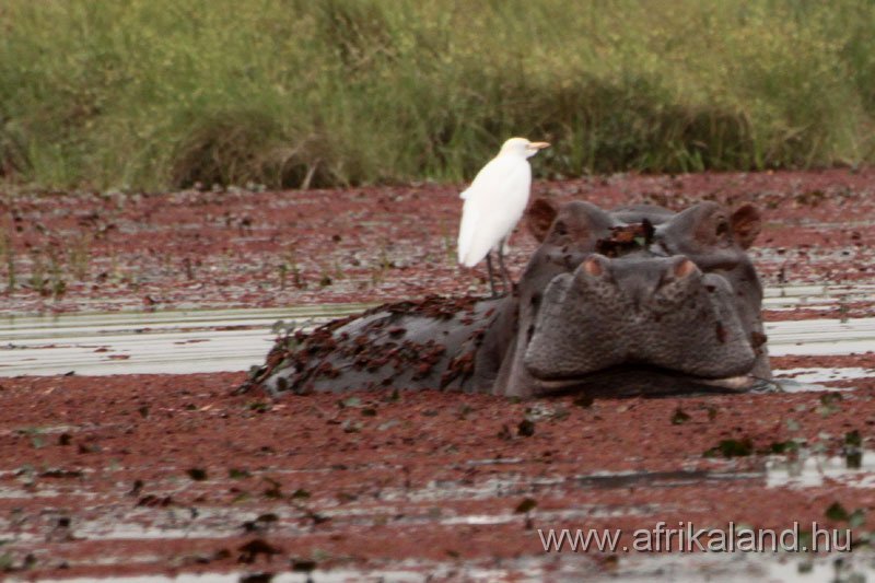 2011Burkina_0166.jpg