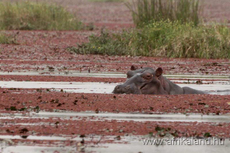 2011Burkina_0167.jpg