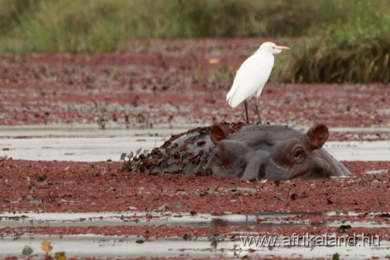2011Burkina_0168.jpg