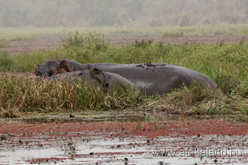 2011Burkina_0171.jpg