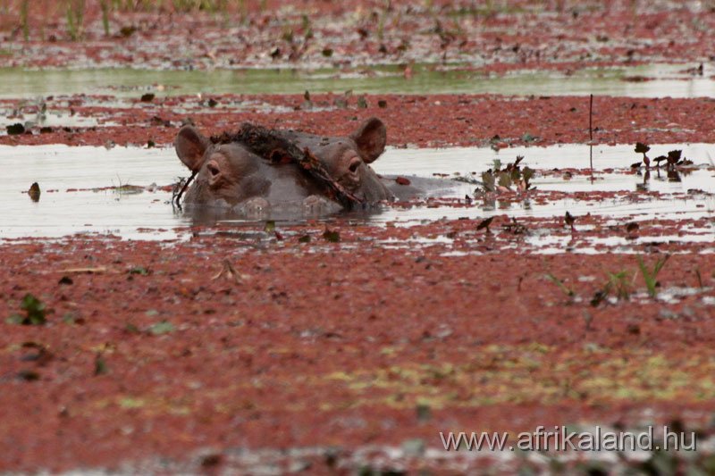 2011Burkina_0172.jpg