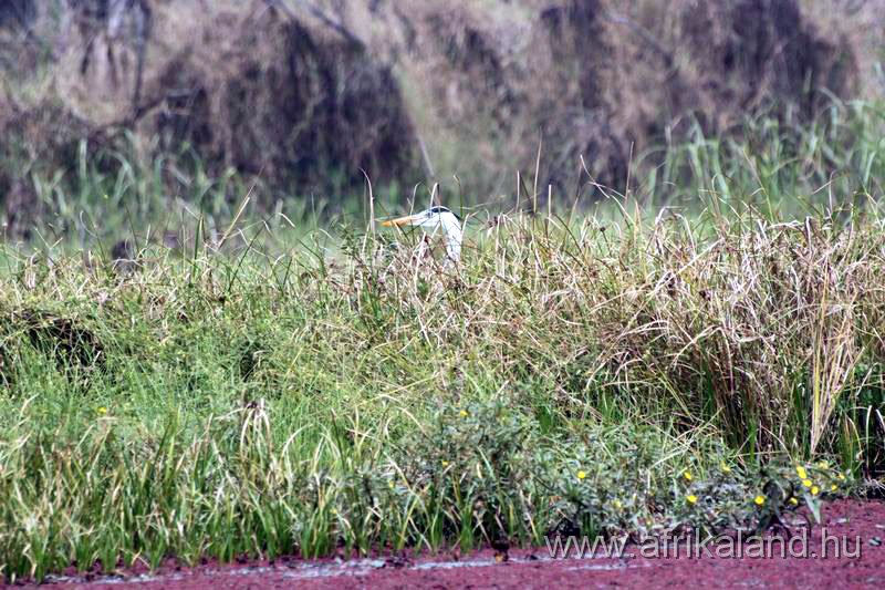 2011Burkina_0174.jpg