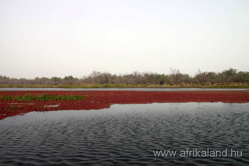 2011Burkina_0177.jpg