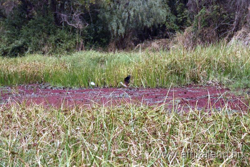 2011Burkina_0180.jpg