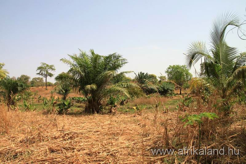 2011Burkina_0248.jpg