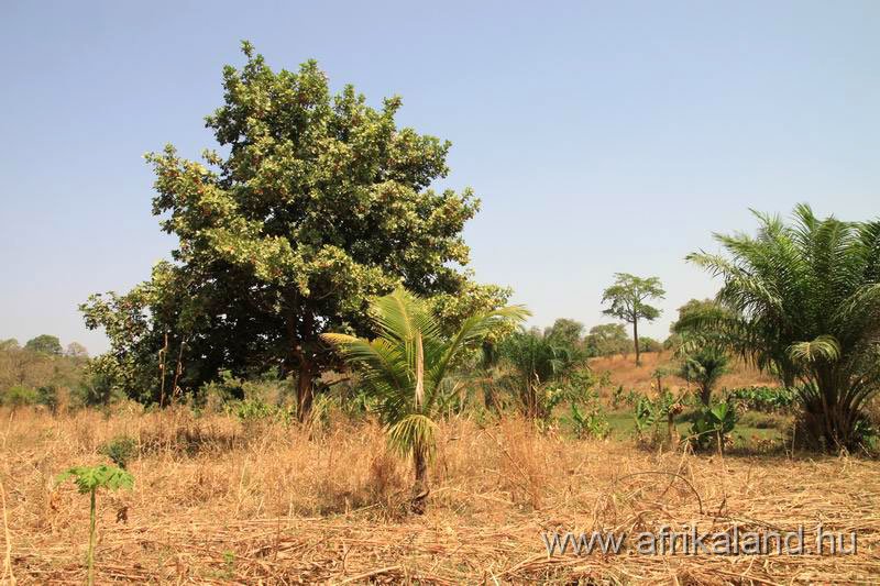 2011Burkina_0249.jpg