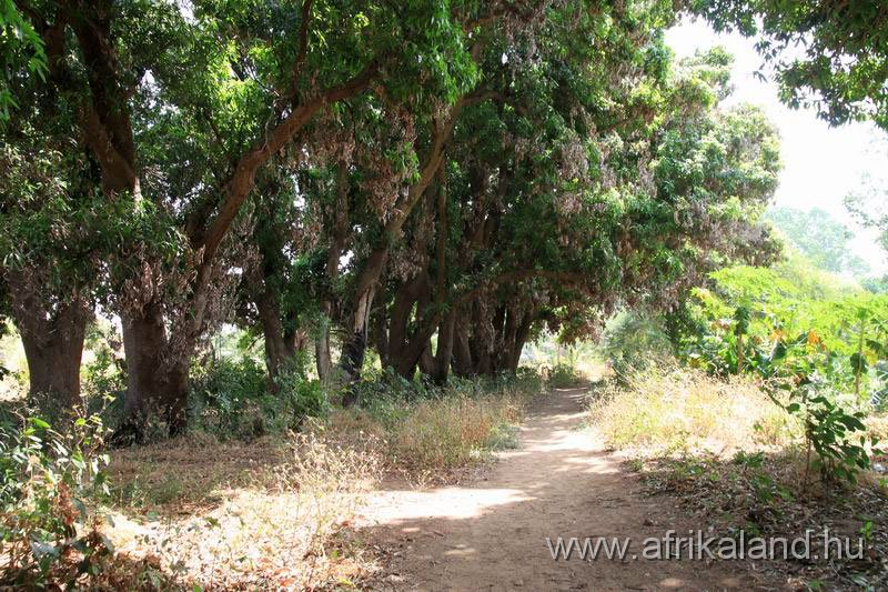 2011Burkina_0251.jpg