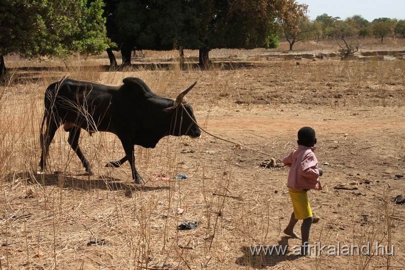 2011Burkina_0324.jpg - A bikától nem félt, tőlem igen