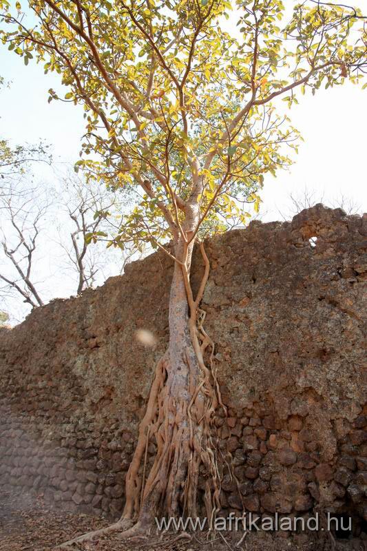 2011Burkina_0368.jpg - A fa erősebb a kőnél