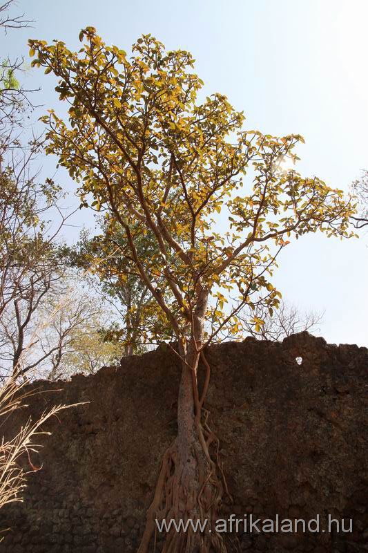 2011Burkina_0370.jpg