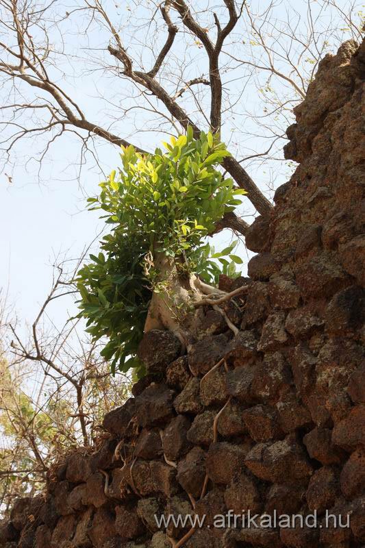 2011Burkina_0371.jpg