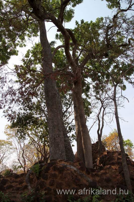 2011Burkina_0372.jpg