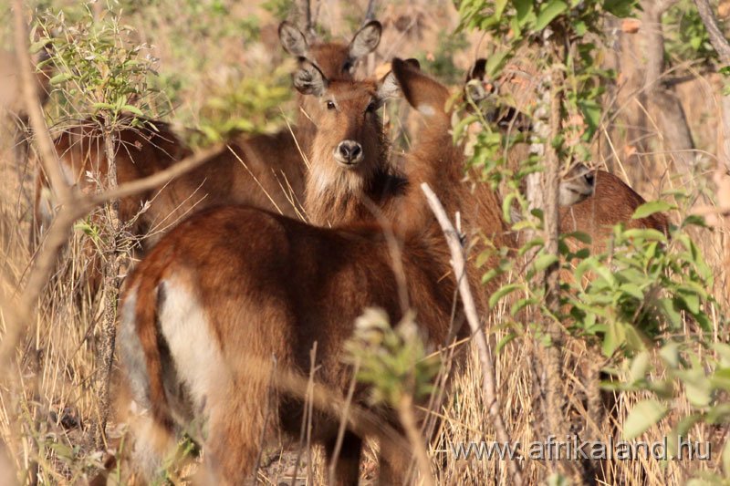 2011Burkina_0482.jpg