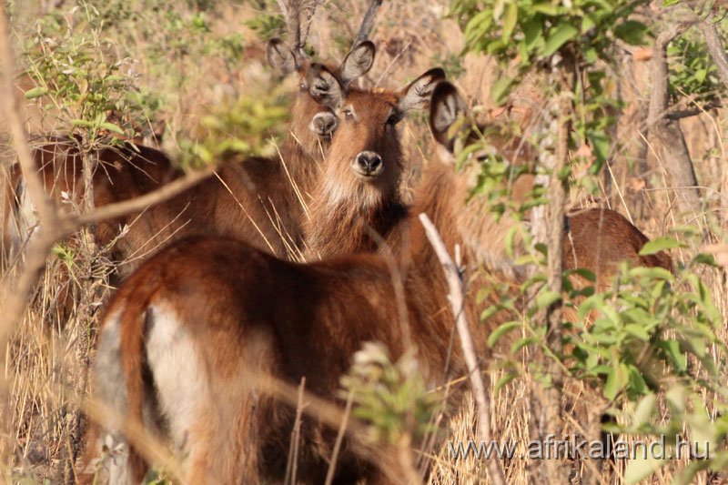 2011Burkina_0484.jpg