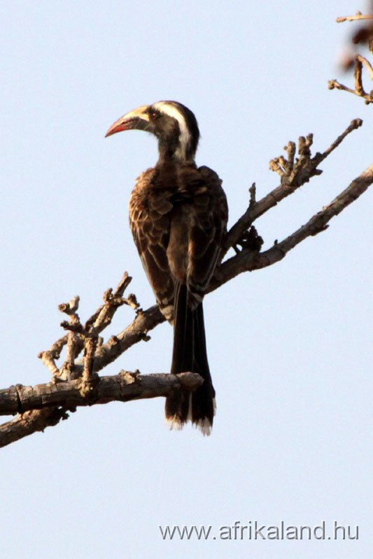 2011Burkina_0485.jpg