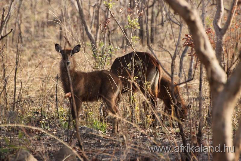 2011Burkina_0486.jpg