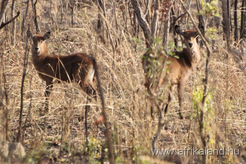 2011Burkina_0488.jpg