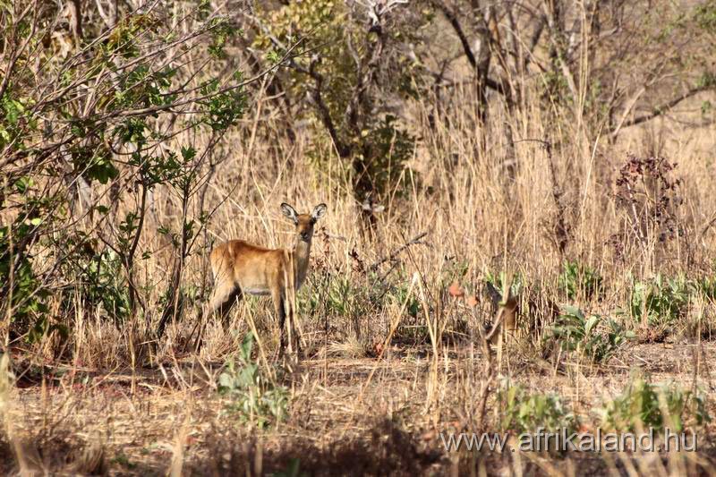2011Burkina_0492.jpg