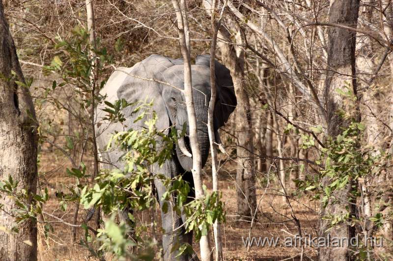 2011Burkina_0495.jpg