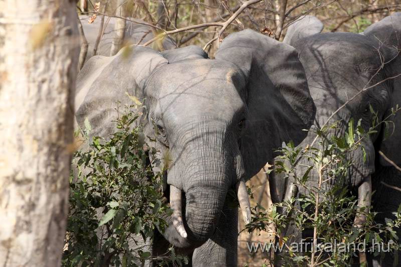 2011Burkina_0498.jpg