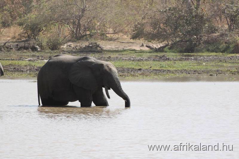 2011Burkina_0507.jpg - Egy elefánt naponta 300 liter vizet iszik