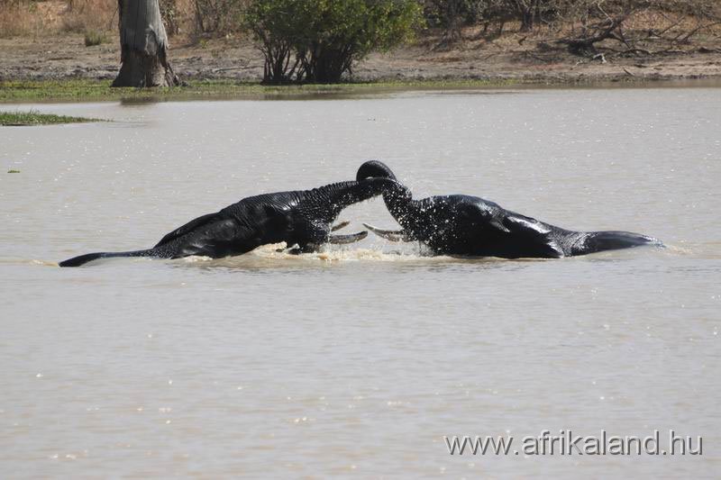 2011Burkina_0524.jpg - Harci játék