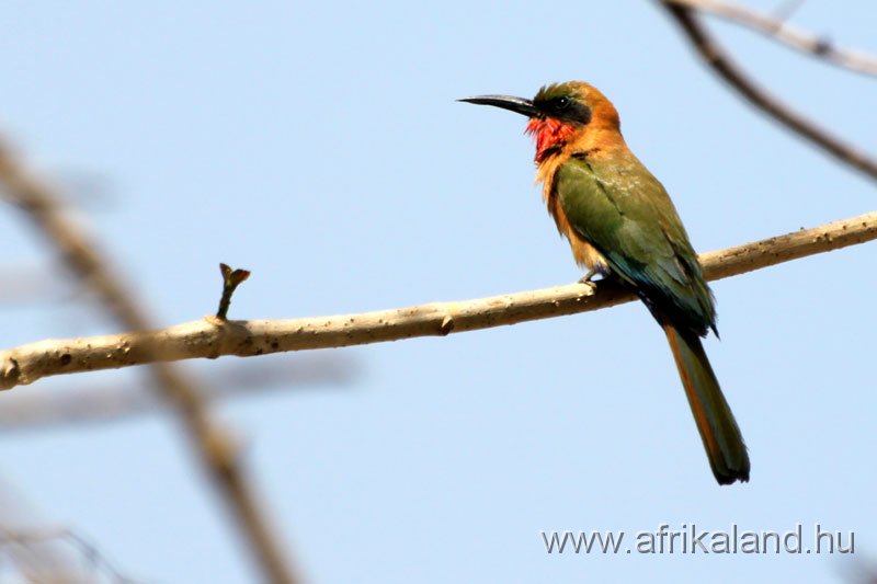 2011Burkina_0532.jpg
