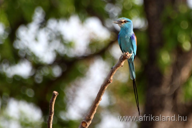 2011Burkina_0541.jpg