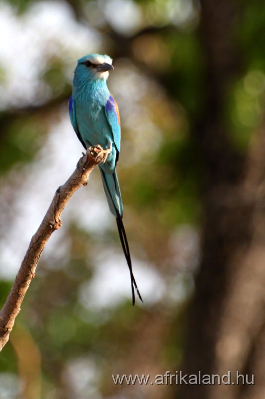 2011Burkina_0542.jpg