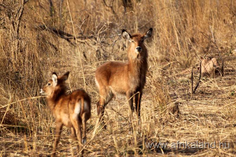 2011Burkina_0543.jpg