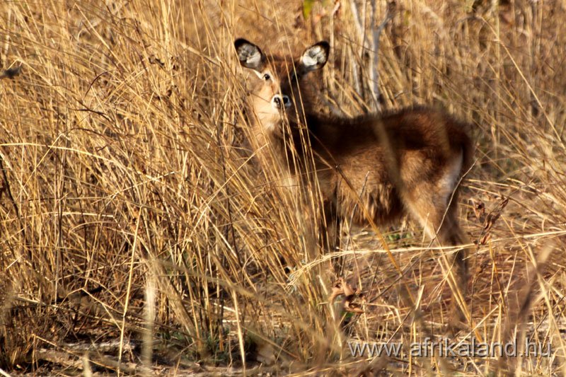 2011Burkina_0545.jpg