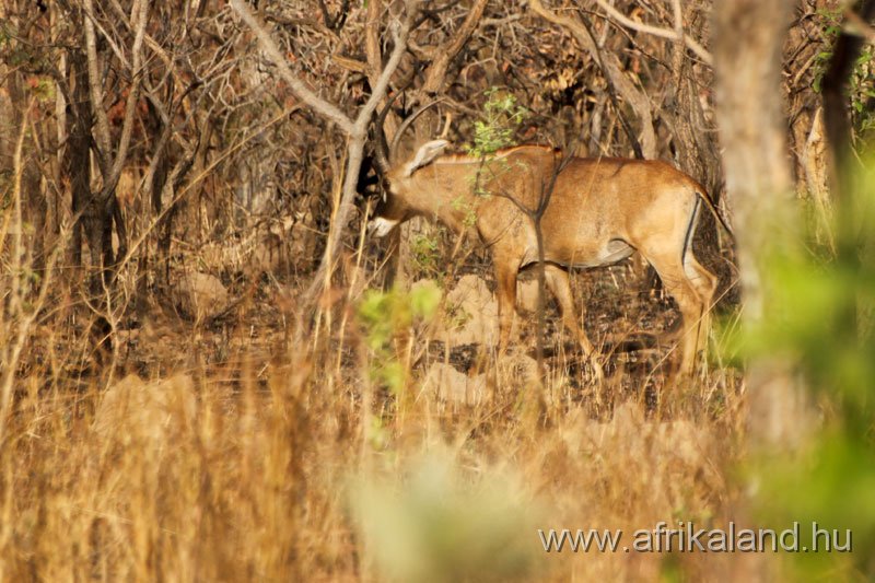 2011Burkina_0546.jpg