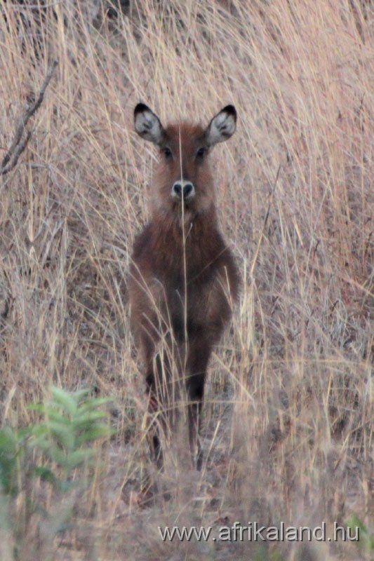 2011Burkina_0552.jpg