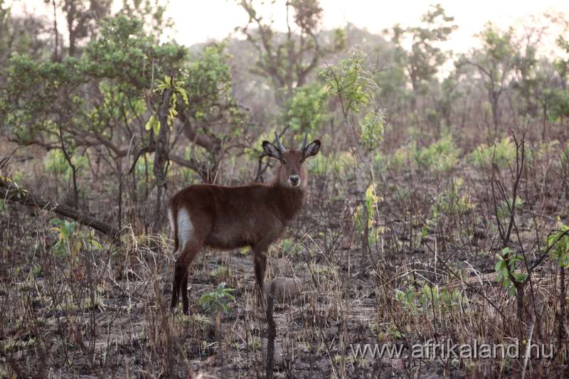 2011Burkina_0554.jpg
