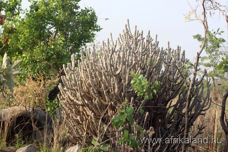 2011Burkina_0555.jpg
