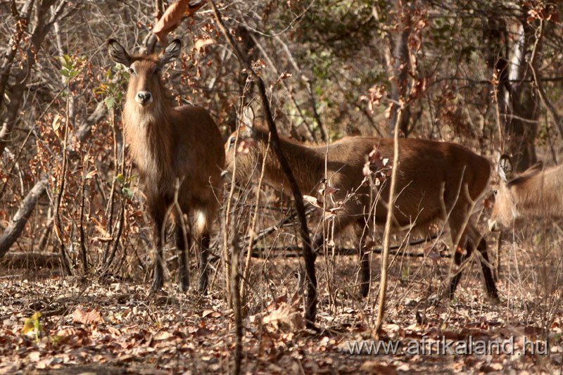 2011Burkina_0558.jpg