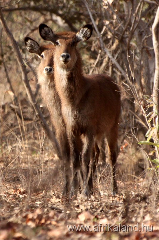 2011Burkina_0559.jpg