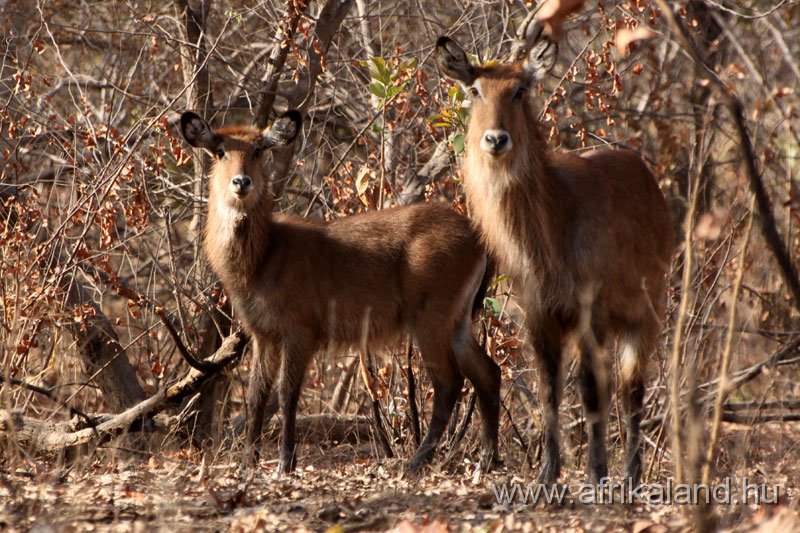 2011Burkina_0560.jpg