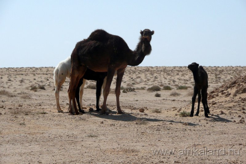 Saharun_145.JPG