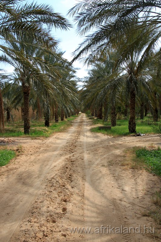 Saharun_182.JPG