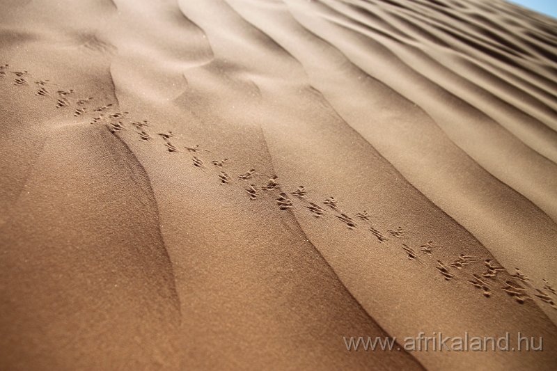 Saharun_316.JPG